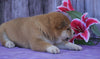 AKC Registered Shiba Inu For Sale Fredericksburg, OH Female- Maggie