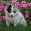 Pomsky For Sale Loudenville, OH Male- Blaine