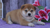 AKC Registered Shiba Inu For Sale Fredericksburg, OH Female- Maggie