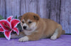 AKC Registered Shiba Inu For Sale Fredericksburg, OH Female- Maggie