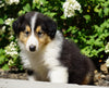 Lassie Collie For Sale Fredericksburg, OH Male- Dakota
