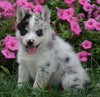 Pomsky For Sale Loudenville, OH Male- Blaine