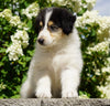 Lassie Collie For Sale Fredericksburg, OH Male- Dewey