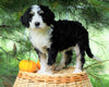 Standard Bernedoodle For Sale Baltic, OH Female- Brooke