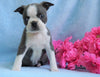 AKC Registered Boston Terrier For Sale Warsaw, OH Female- Chloe
