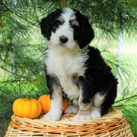 Standard Bernedoodle For Sale Baltic, OH Female- Brooke
