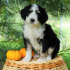 Standard Bernedoodle For Sale Baltic, OH Female- Brooke