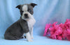 AKC Registered Boston Terrier For Sale Warsaw, OH Female- Chloe