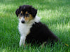 AKC Registered Lassie Collie For Sale Fredericksburg, OH Male- Oba