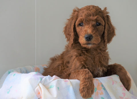 AKC Registered Standard Poodle For Sale Loudenville, OH Male- Kobe