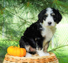 Standard Bernedoodle For Sale Baltic, OH Female- Brooke