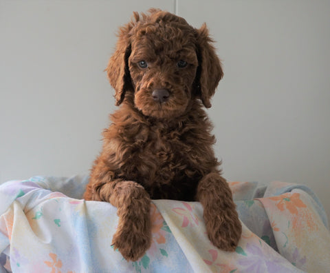 AKC Registered Standard Poodle For Sale Loudenville, OH Male- Jack