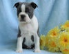 AKC Registered Boston Terrier For Sale Warsaw, OH Male- Charley