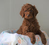AKC Registered Standard Poodle For Sale Loudenville, OH Male- Jack