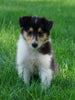AKC Registered Lassie Collie For Sale Fredericksburg, OH Female- Olivia