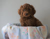 AKC Registered Standard Poodle For Sale Loudenville, OH Male- Max