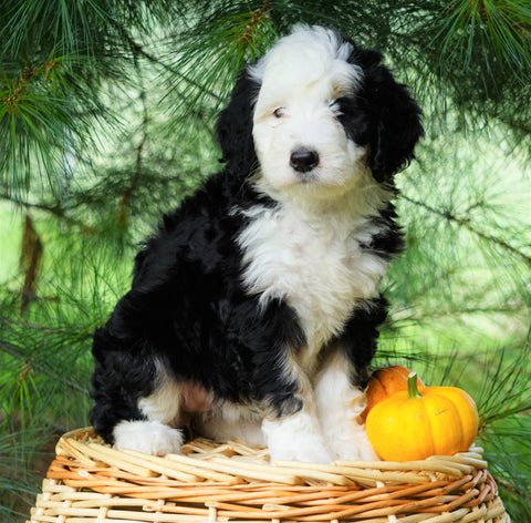 Standard Bernedoodle For Sale Baltic, OH Female- June