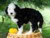 Standard Bernedoodle For Sale Baltic, OH Female- June