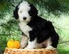 Standard Bernedoodle For Sale Baltic, OH Female- June