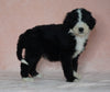 Sheepadoodle (Standard) For Sale Baltic, OH Female- Brenda