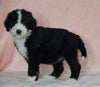Sheepadoodle (Standard) For Sale Baltic, OH Female- Brenda