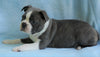 AKC Registered Boston Terrier For Sale Warsaw, OH Male- Chase