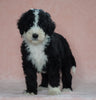 Sheepadoodle (Standard) For Sale Baltic, OH Female- Brenda
