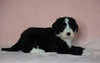Sheepadoodle (Standard) For Sale Baltic, OH Male- Smokey