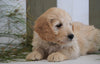 Mini Goldendoodle For Sale Fresno, OH Male- Prince
