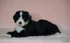 Sheepadoodle (Standard) For Sale Baltic, OH Male- Smokey