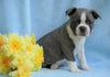 AKC Registered Boston Terrier For Sale Warsaw, OH Male- Chase