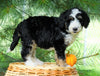 Standard Bernedoodle For Sale Baltic, OH Female- Brittany