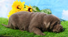 AKC Registered Silver Labrador Retriever For Sale Millersburg, OH Male- Champ