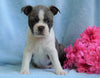 AKC Registered Boston Terrier For Sale Warsaw, OH Female- Chelsey
