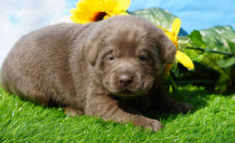 AKC Registered Silver Labrador Retriever For Sale Millersburg, OH Male- Champ