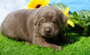 AKC Registered Silver Labrador Retriever For Sale Millersburg, OH Male- Champ