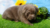 AKC Registered Silver Labrador Retriever For Sale Millersburg, OH Male- Champ
