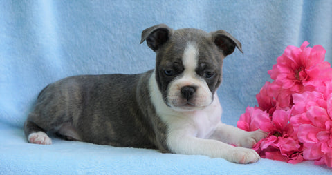 AKC Registered Boston Terrier For Sale Warsaw, OH Female- Chelsey