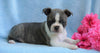 AKC Registered Boston Terrier For Sale Warsaw, OH Female- Chelsey