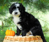 Standard Bernedoodle For Sale Baltic, OH Female- Selena