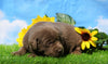 AKC Registered Silver Labrador Retriever For Sale Millersburg, OH Female- Maddie