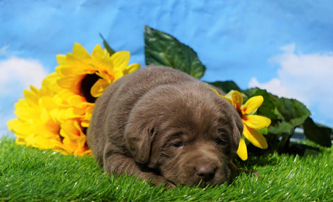 AKC Registered Silver Labrador Retriever For Sale Millersburg, OH Female- Maddie