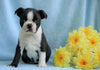 AKC Registered Boston Terrier For Sale Warsaw, OH Male- Coley