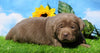 AKC Registered Silver Labrador Retriever For Sale Millersburg, OH Female- Maddie