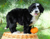 Standard Bernedoodle For Sale Baltic, OH Female- Selena