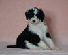 Sheepadoodle (Standard) For Sale Baltic, OH Female- Brooke