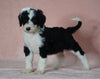 Sheepadoodle (Standard) For Sale Baltic, OH Female- Brooke