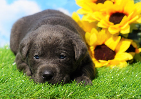 AKC Registered Charcoal Labrador Retriever For Sale Millersburg, OH Female- Roxy