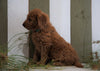 Mini Goldendoodle For Sale Fresno, OH Male- Willie