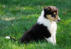 AKC Registered Lassie Collie For Sale Fredericksburg, OH Female- Odella